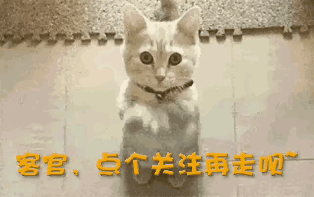 12.gif