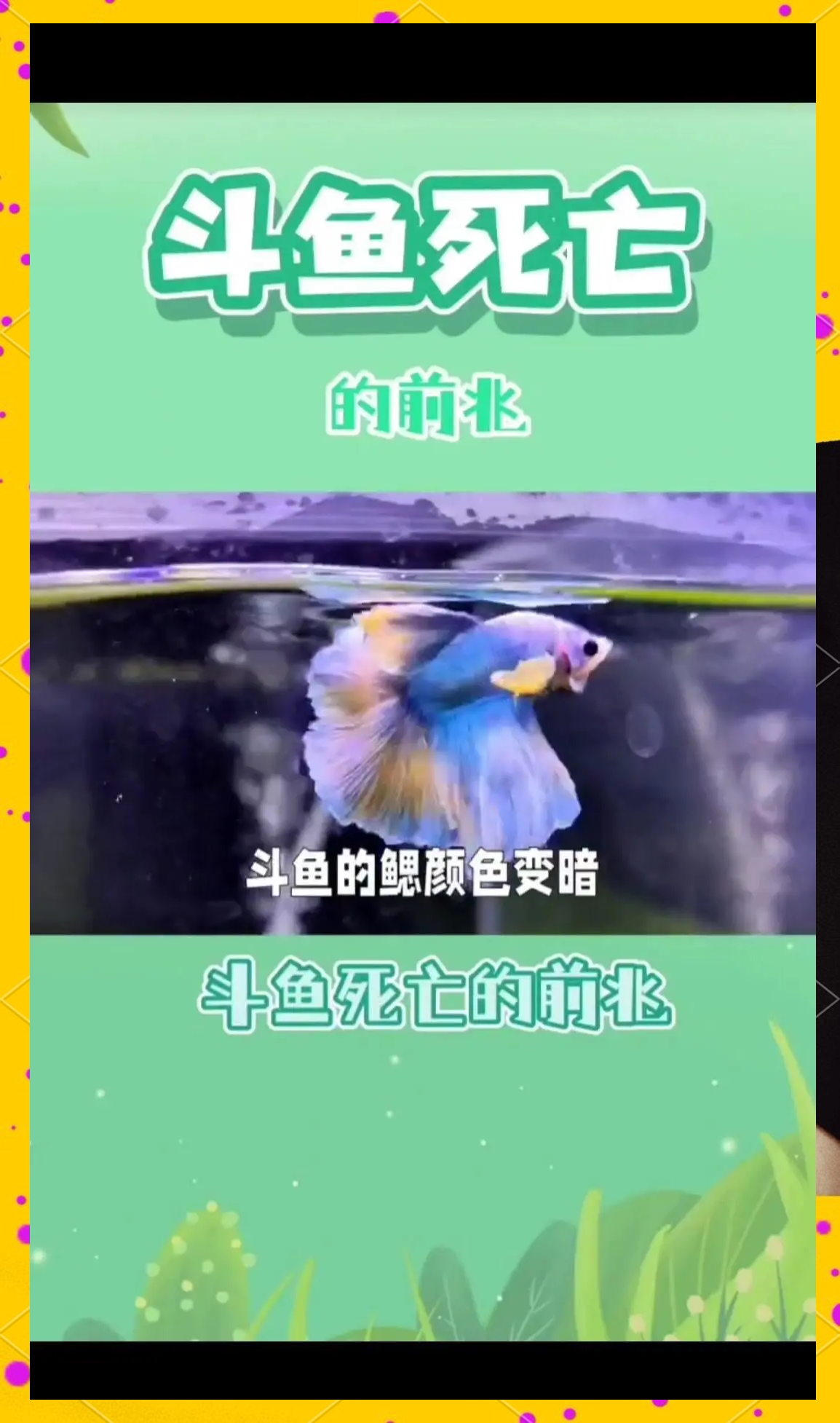 斗鱼剧情介绍,斗鱼剧情介绍结局